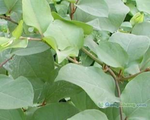 供應(yīng)虎杖甙 植物提取物_醫(yī)藥、保養(yǎng)_世界工廠網(wǎng)中國產(chǎn)品信息庫