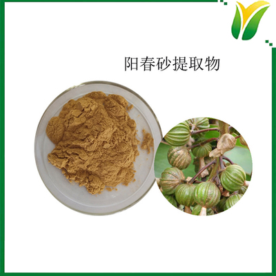 陽(yáng)春砂提取物 春砂仁提取粉10:1 植物提取物