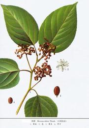 植物提取物價格 植物提取物廠家 植物提取物批發(fā)